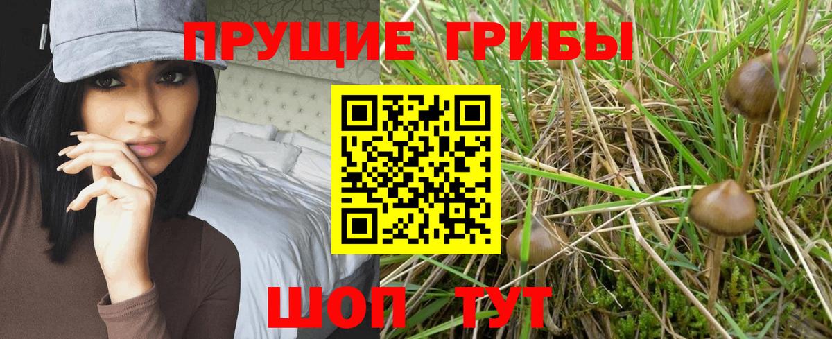 Аксай  Галлюциногенные грибы прущие грибы  Вход с VPN 